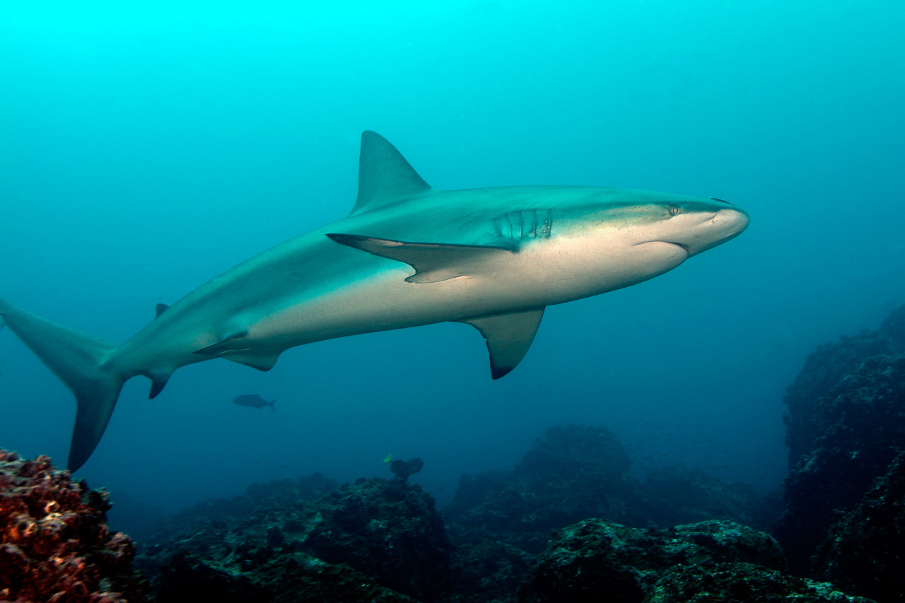 Le requin des Galapagos à Wolf Island.