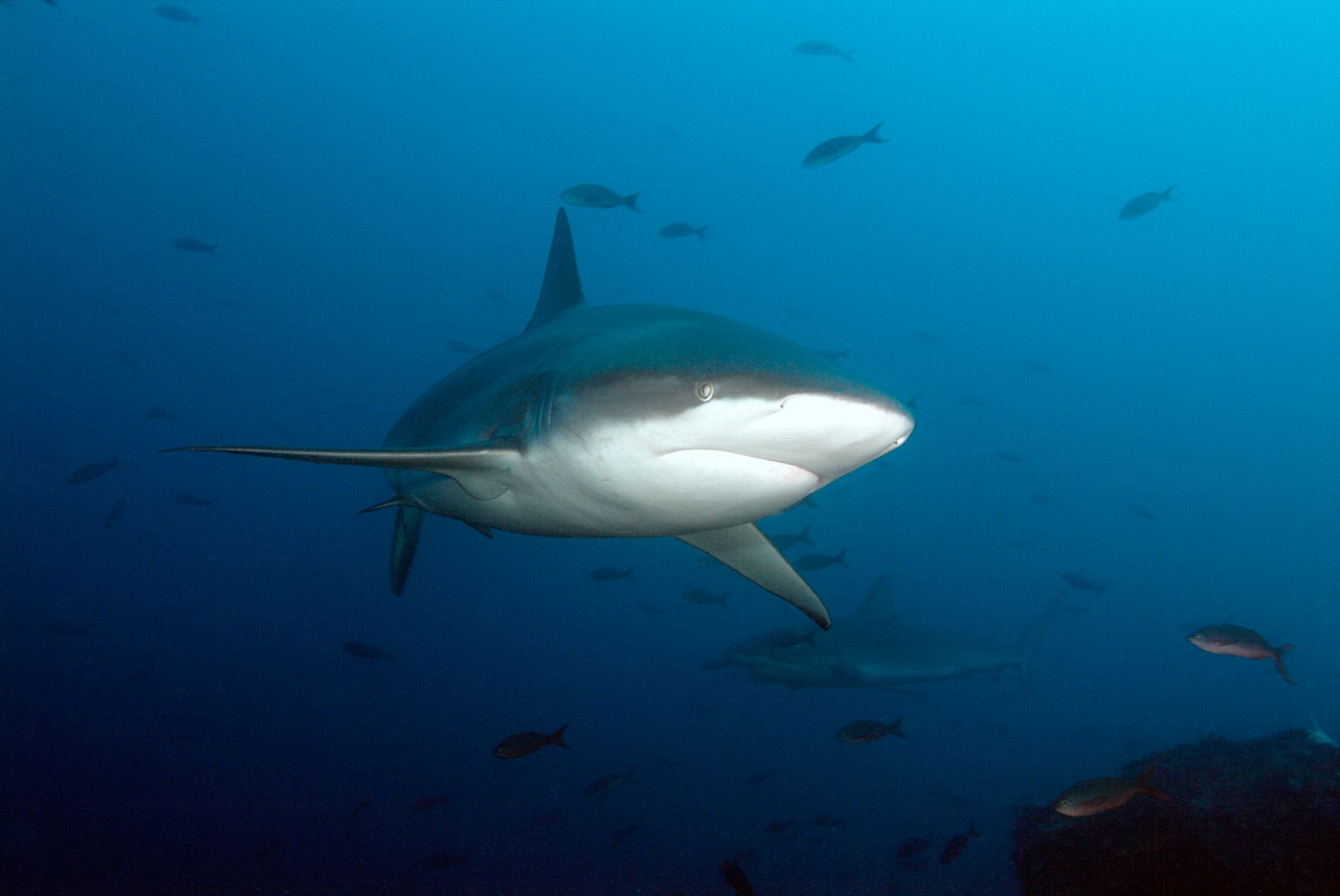 Le requin des Galapagos à Wolf Island.