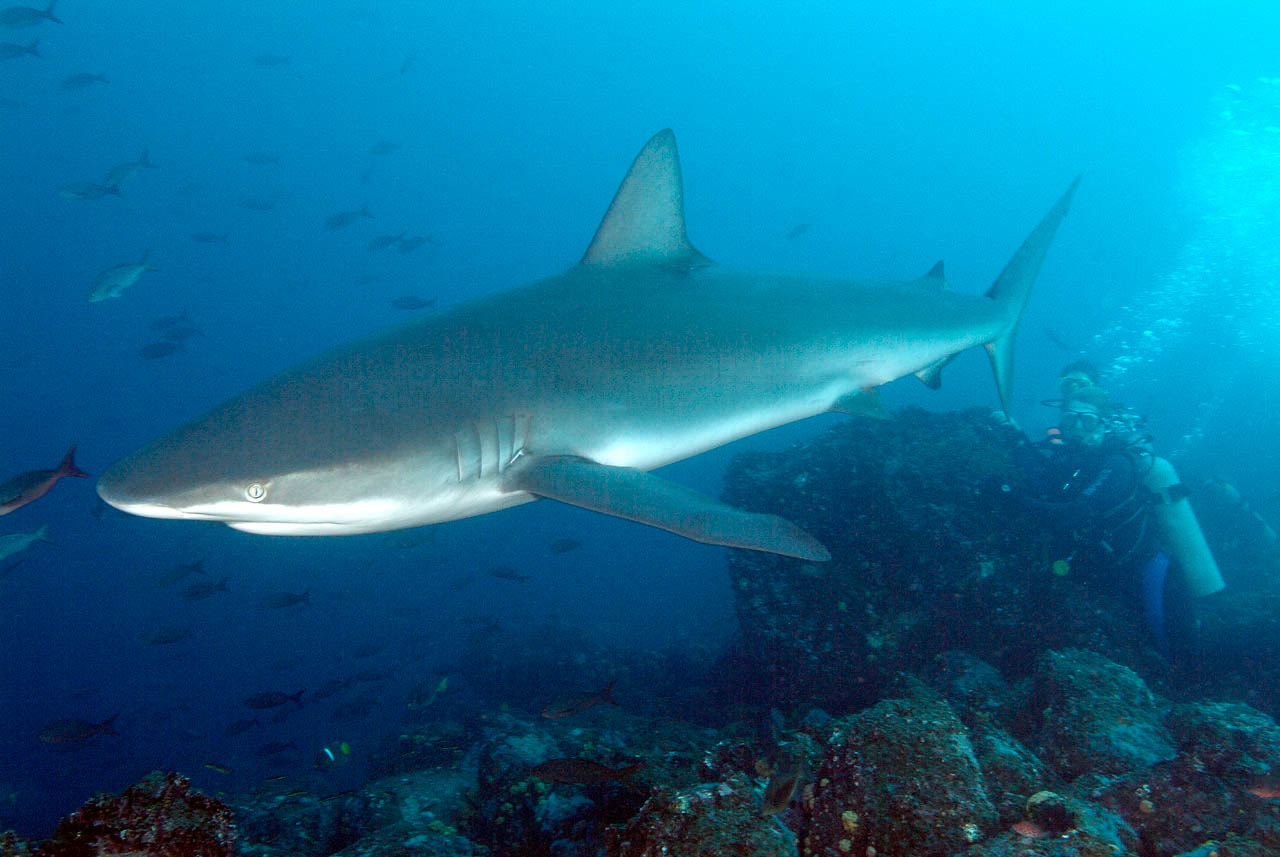 Le requin des Galapagos à Wolf Island.