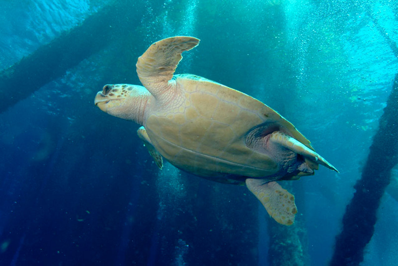 A Ridley turtle in the Gulf of Mexico, off Texas coast.