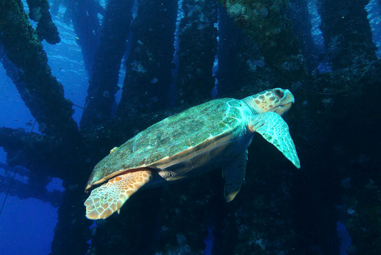 Une tortue de Ridley dans le Golfe du Mexique au Texas.