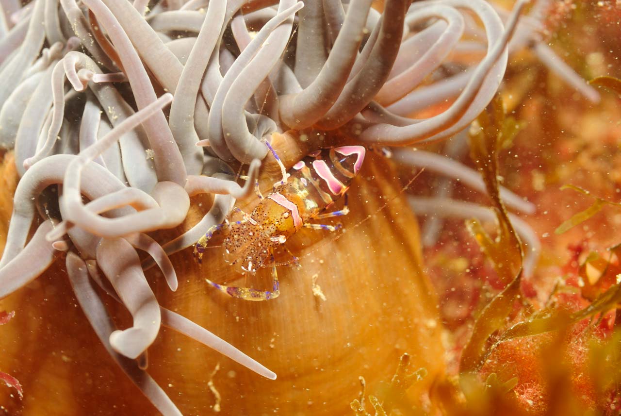 Une crevette Periclimenes sp. à Ploumanach en Bretagne.