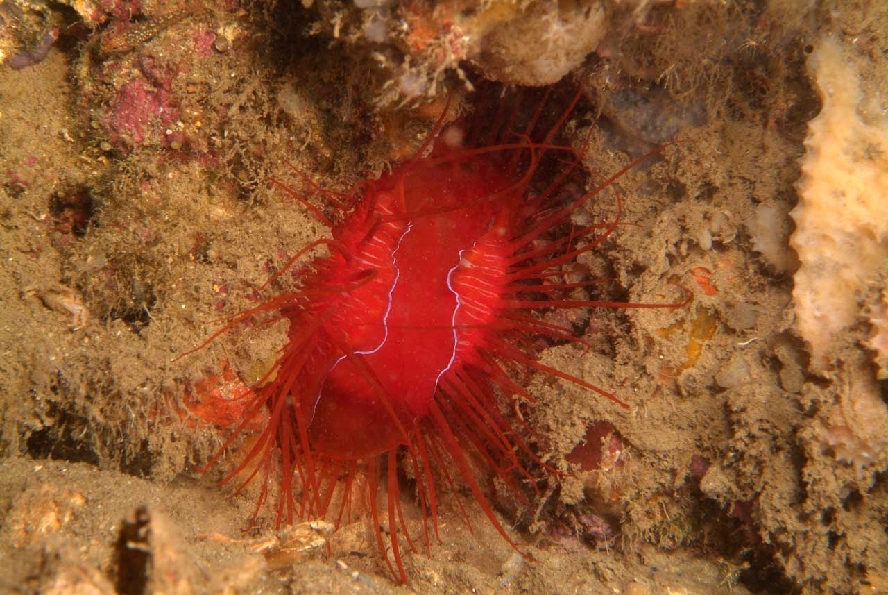 Une lime électrique dans les eaux de Raja Ampat en Papouasie.