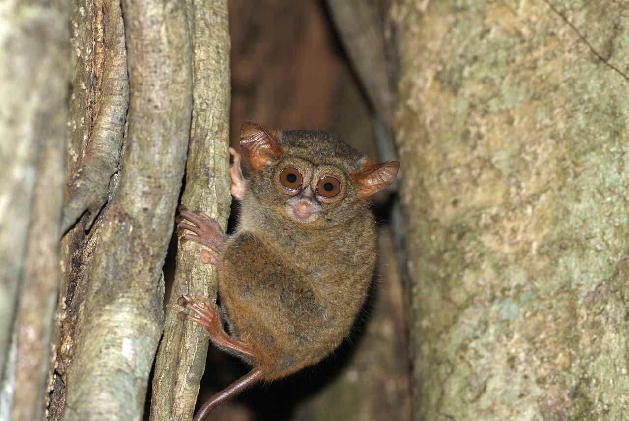 Un tarsier spectre dans une forêt du nord du Sulawesi, Indonésie.