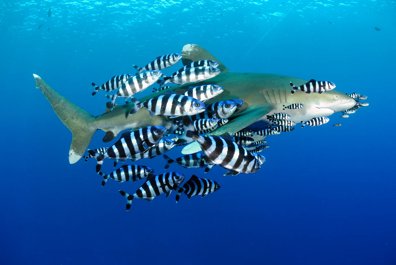 Un requin océanique (Carcharhinus longimanus) en Mer Rouge.