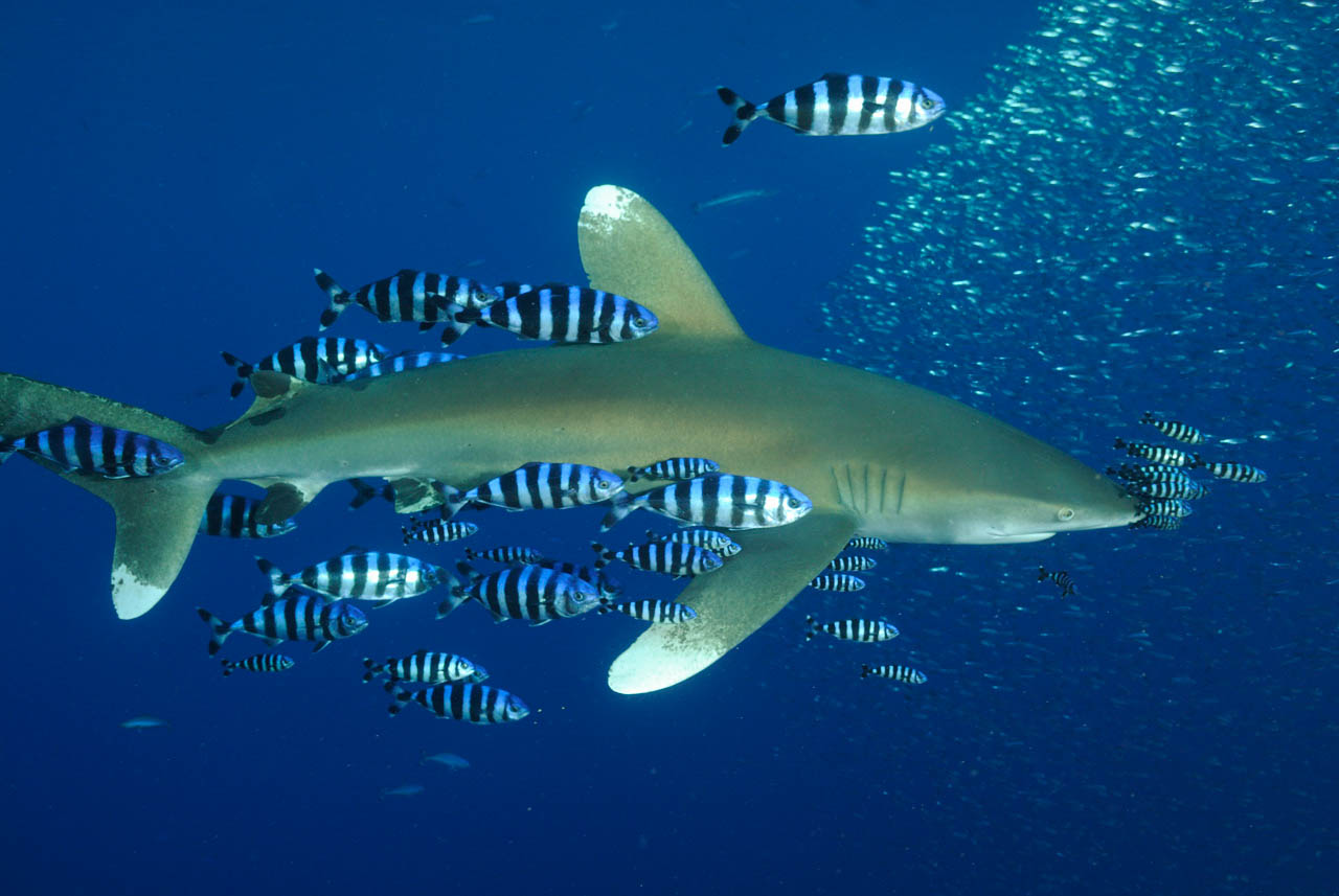 Un requin océanique (Carcharhinus longimanus) en Mer Rouge.