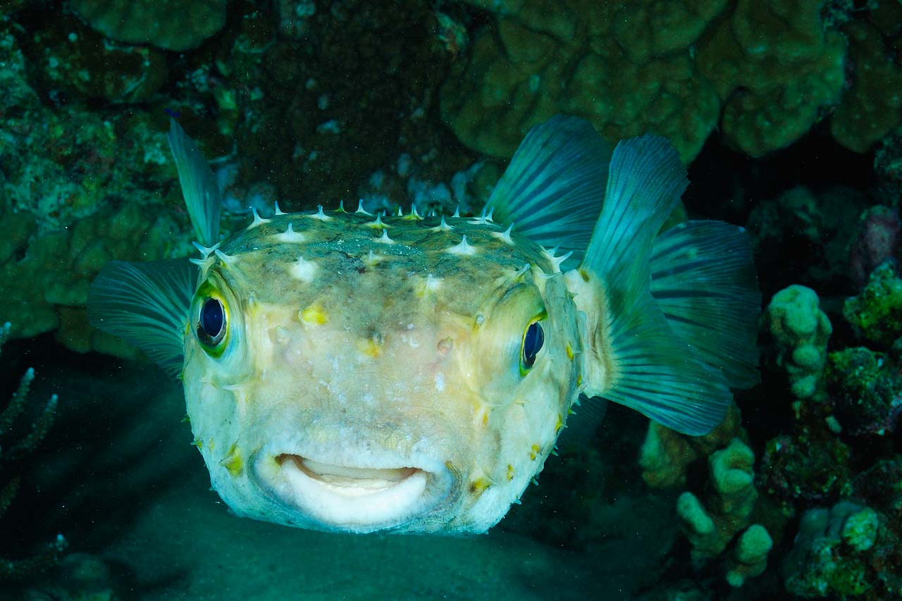 Saint John's reef in the Red Sea off the coast of Egypt.