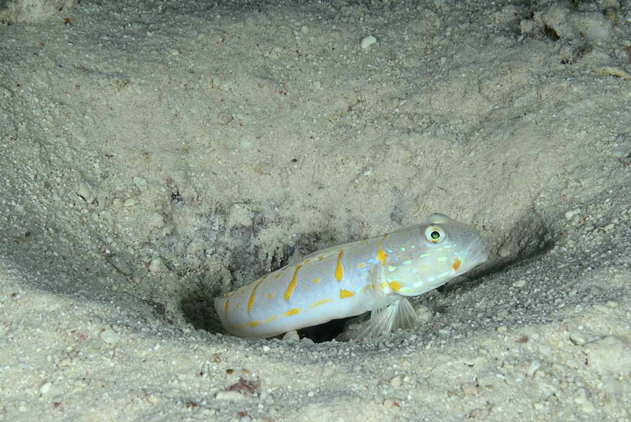 Underwater life of the sandy bottom of the Red Sea. Fury Shoal reefs in Egypt.