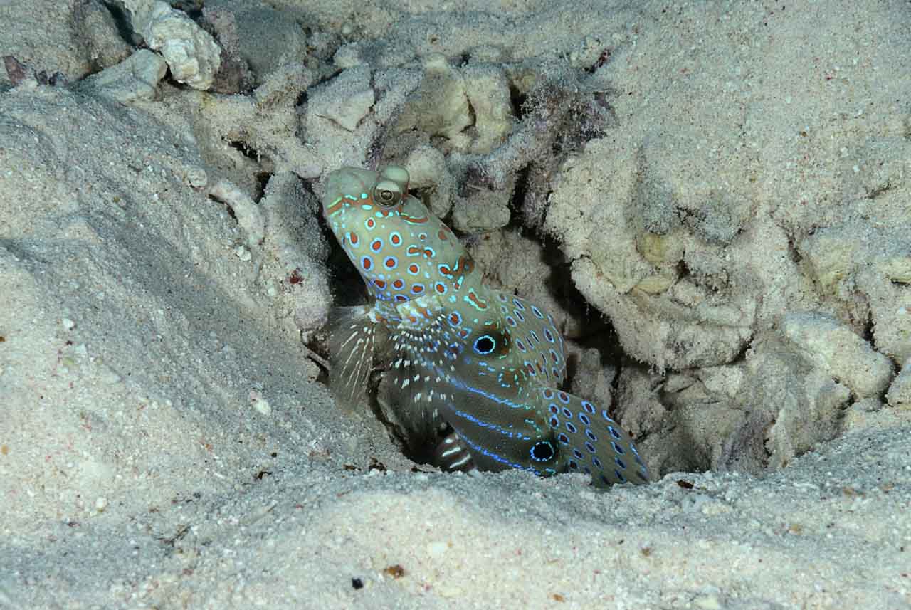 La vie sur le sable du fond de la mer Rouge. Récifs des Fury Shoal en Mer Rouge en Egypte