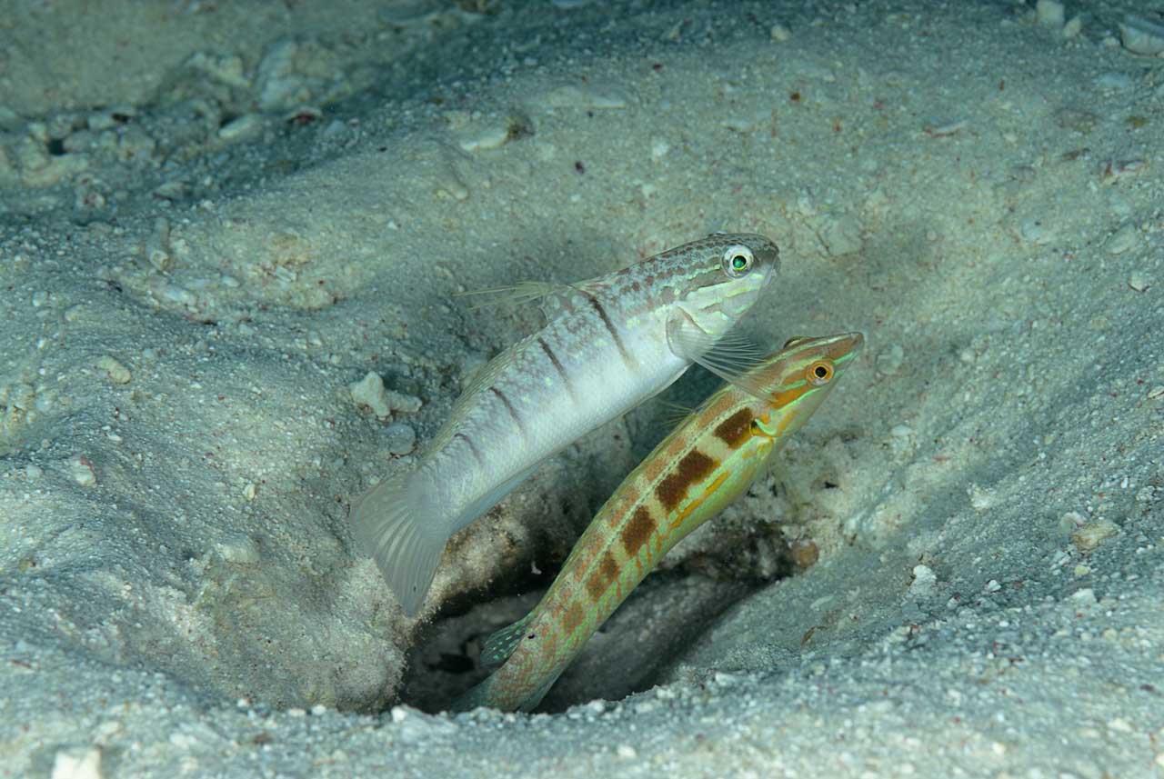 La vie sur le sable du fond de la mer Rouge. Récifs des Fury Shoal en Mer Rouge en Egypte