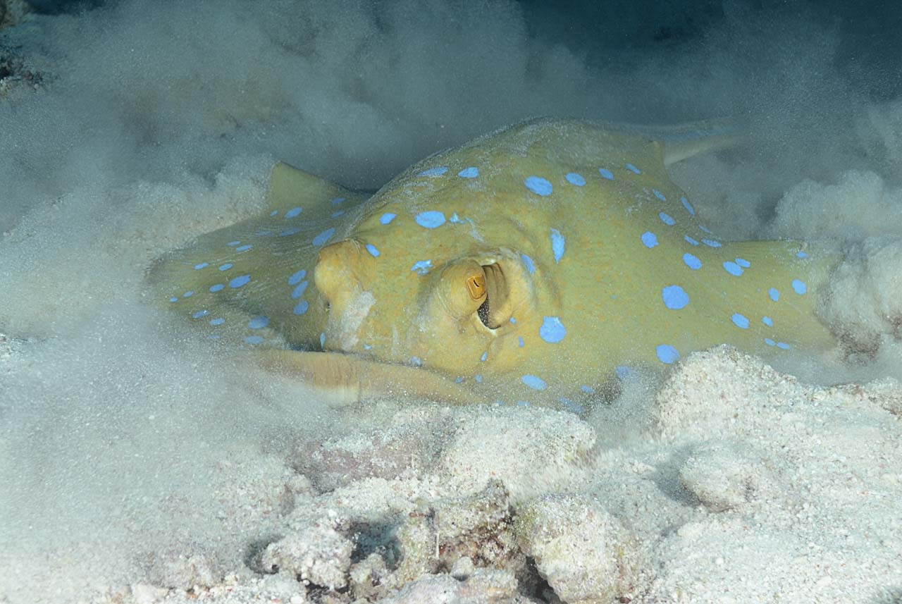 La vie sur le sable du fond de la mer Rouge. Récifs des Fury Shoal en Mer Rouge en Egypte