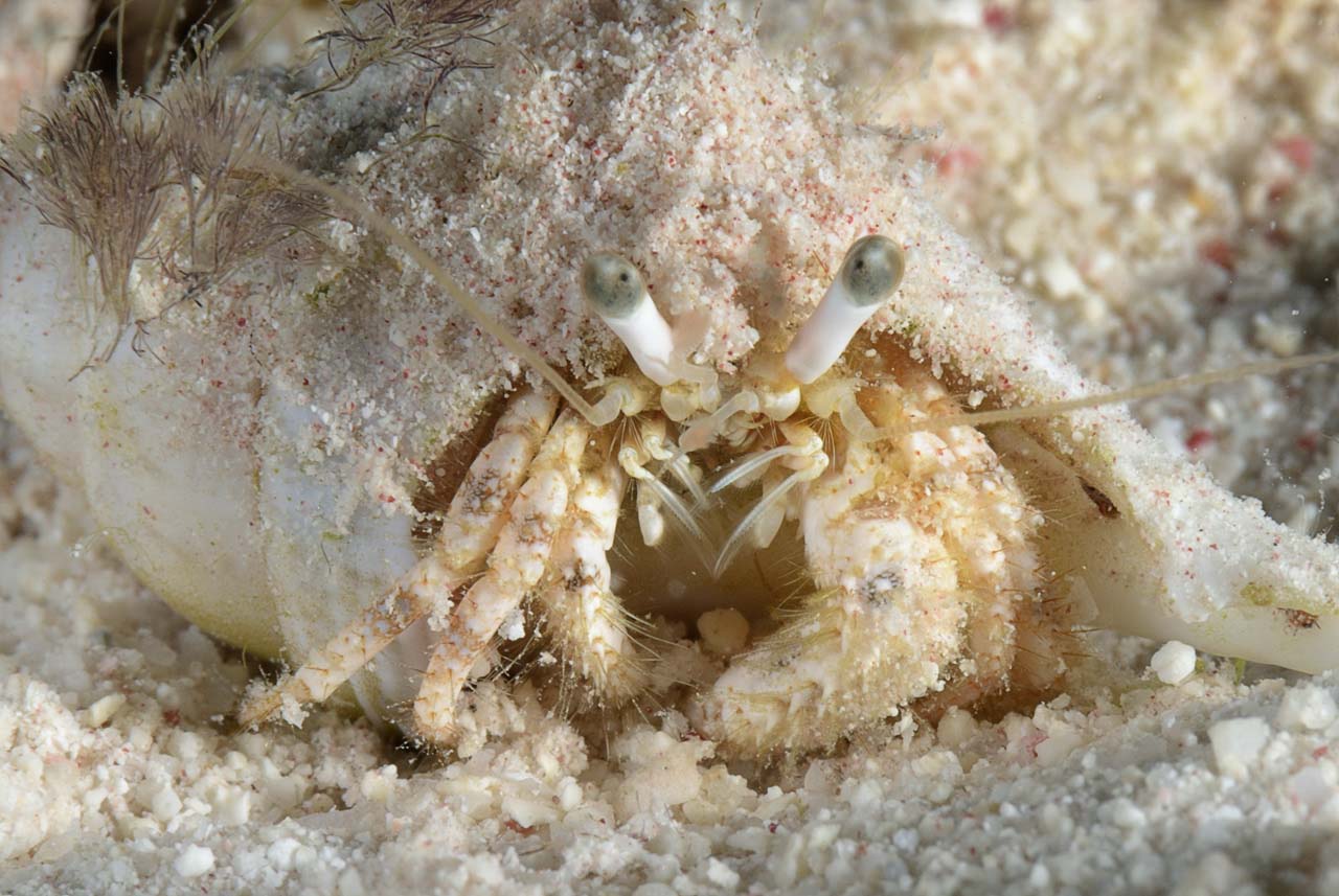 La vie sur le sable du fond de la mer Rouge. Récifs des Fury Shoal en Mer Rouge en Egypte