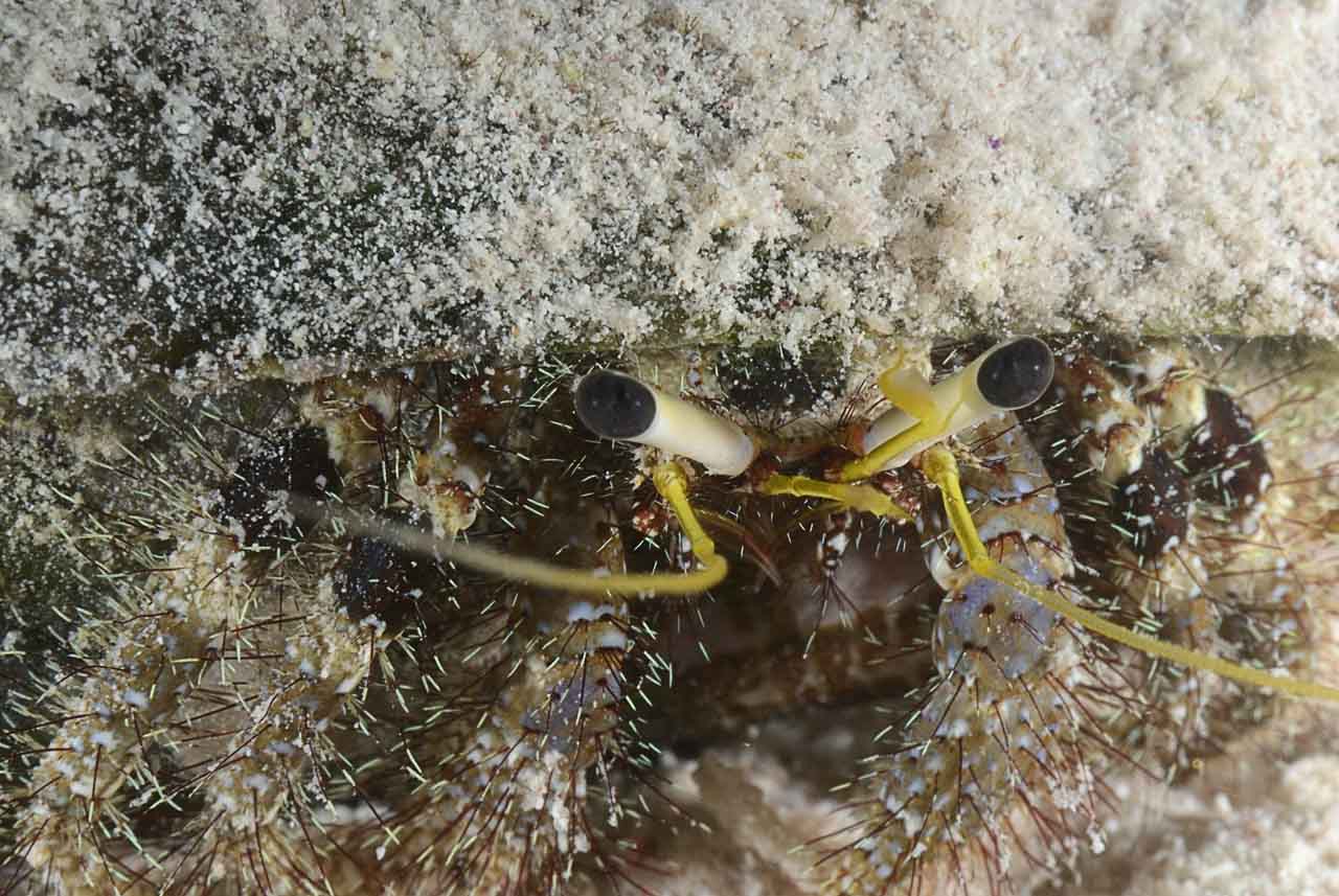 La vie sur le sable du fond de la mer Rouge. Récifs des Fury Shoal en Mer Rouge en Egypte