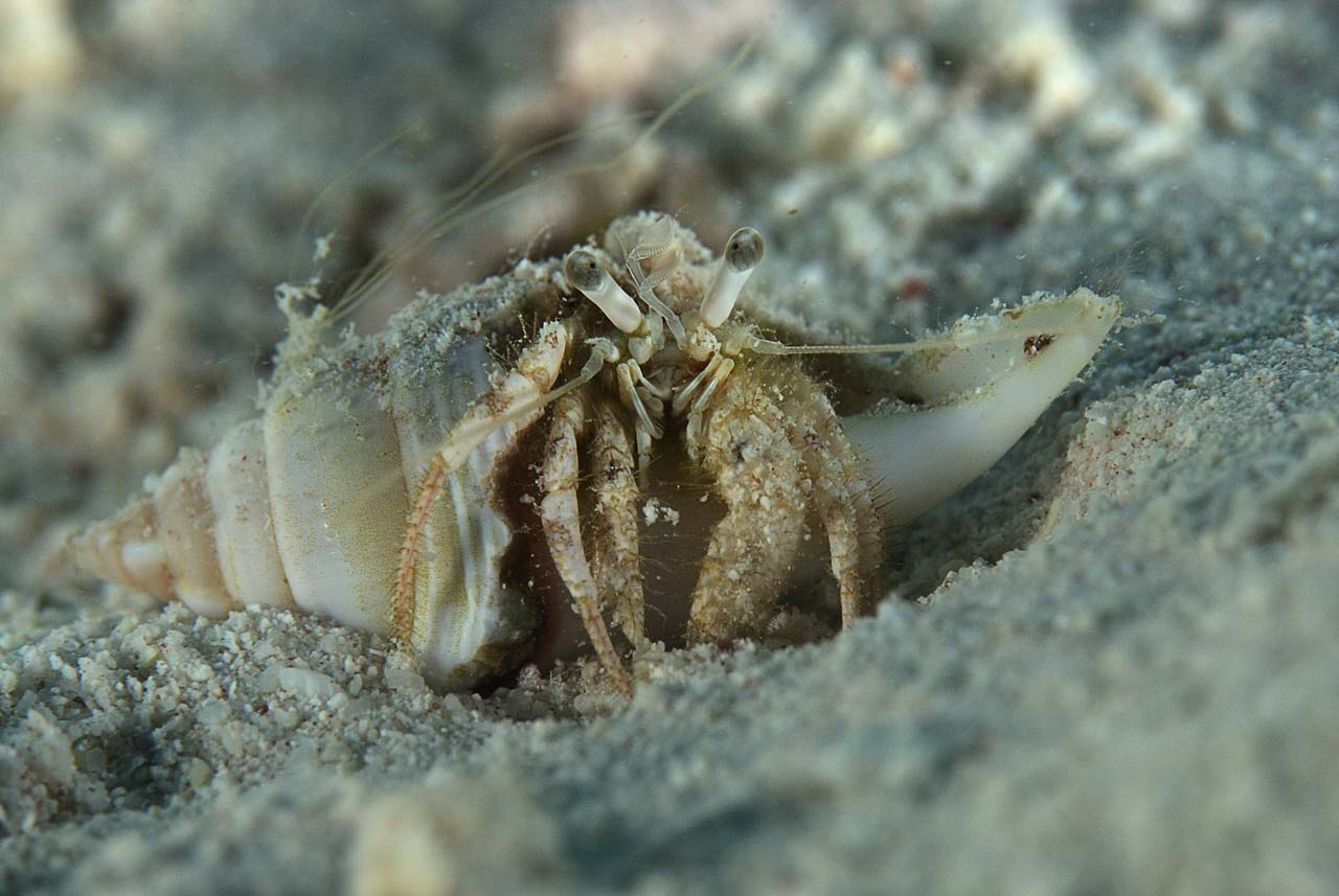 La vie sur le sable du fond de la mer Rouge. Récifs des Fury Shoal en Mer Rouge en Egypte