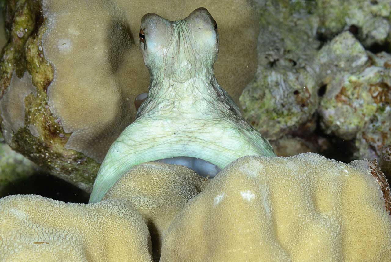 La vie sur le sable du fond de la mer Rouge. Récifs des Fury Shoal en Mer Rouge en Egypte