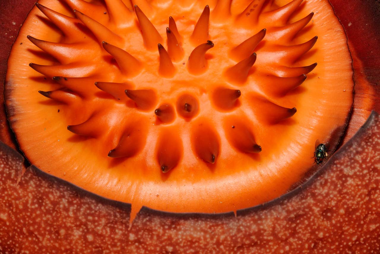La rafflesia : la plus grande fleur du monde.