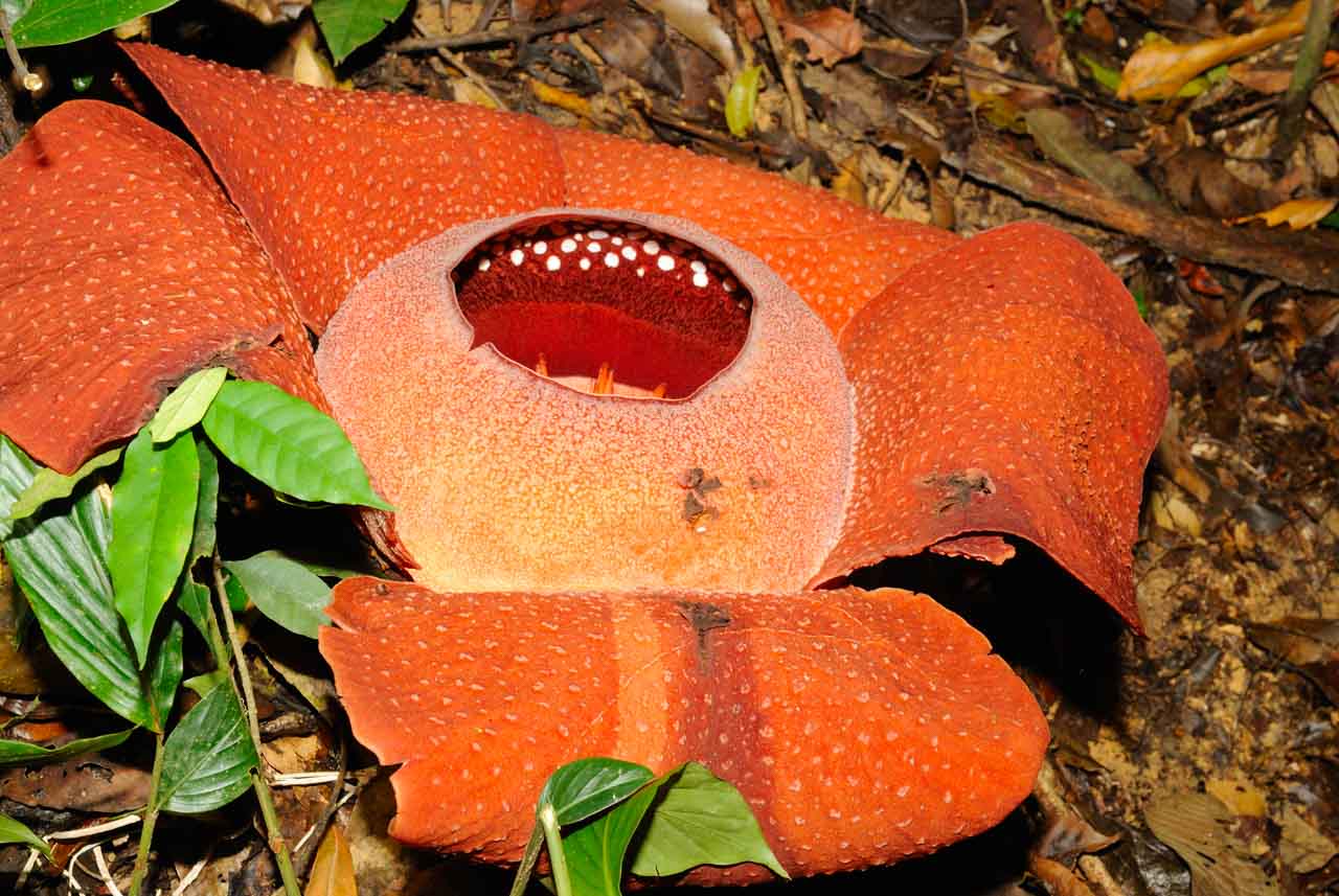 La rafflesia : la plus grande fleur du monde.