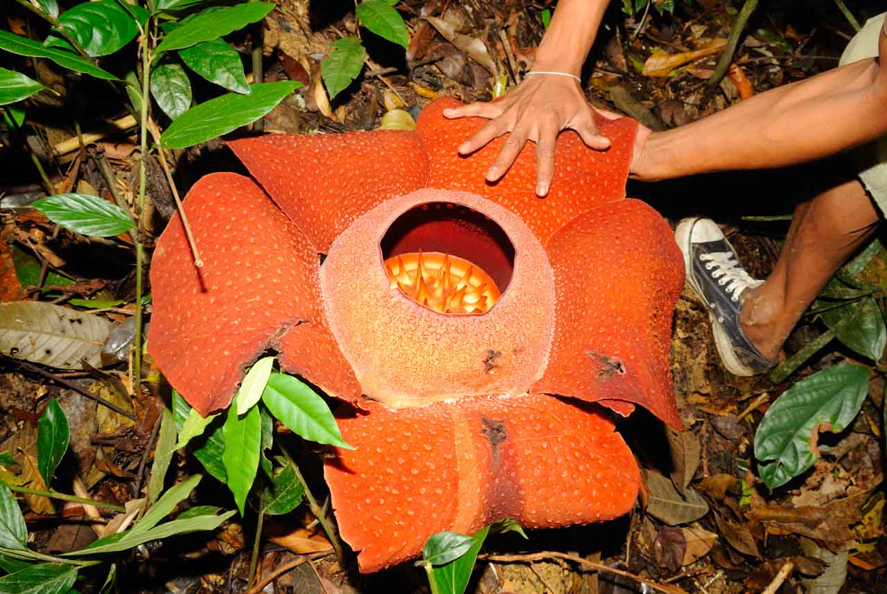 La rafflesia : la plus grande fleur du monde.