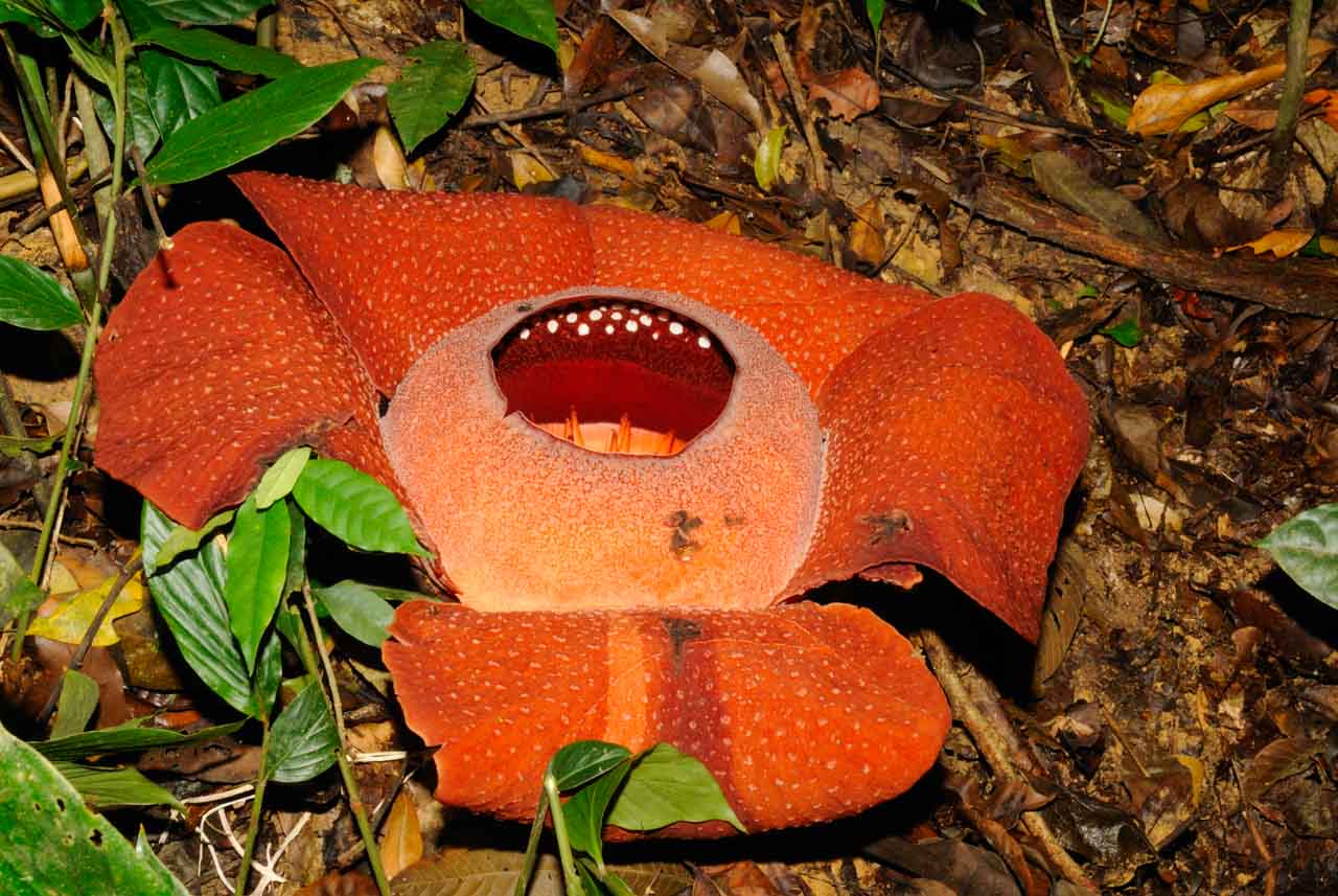 The rafflesia flower: the biggest flower in the world.