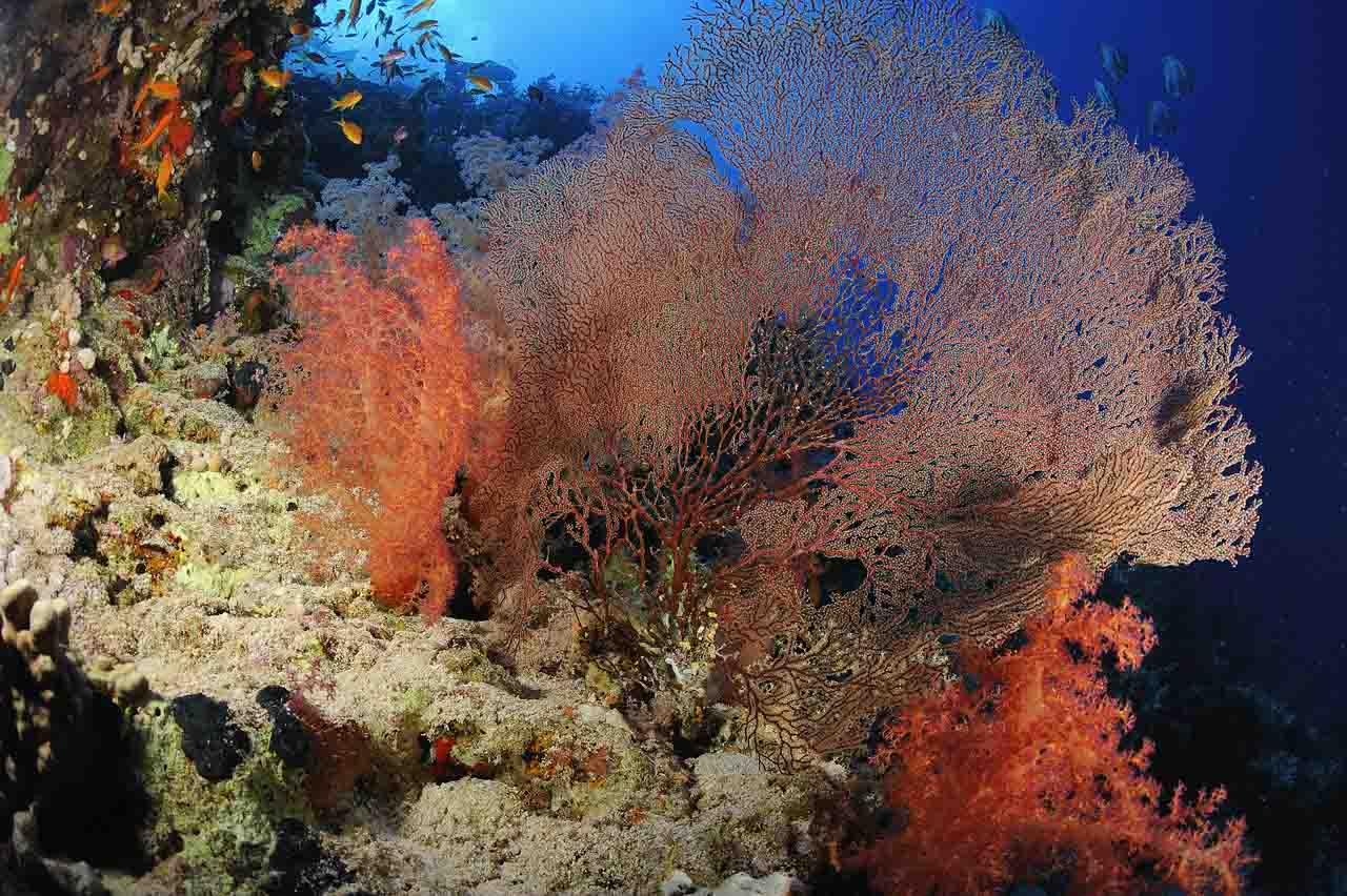 Tombant de Shark Reef. Nord de la Mer Rouge en Egypte.