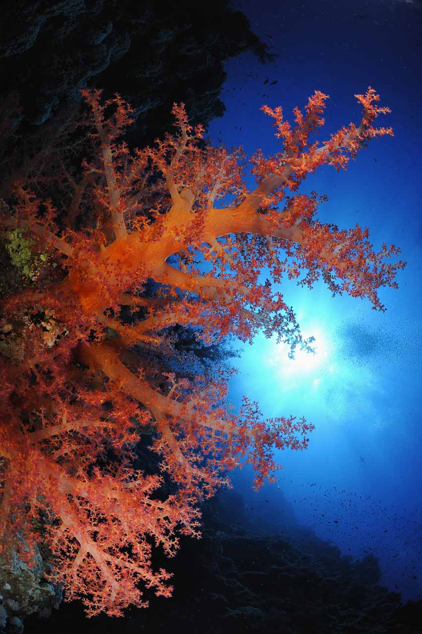 Tombant de Shark Reef. Nord de la Mer Rouge en Egypte.