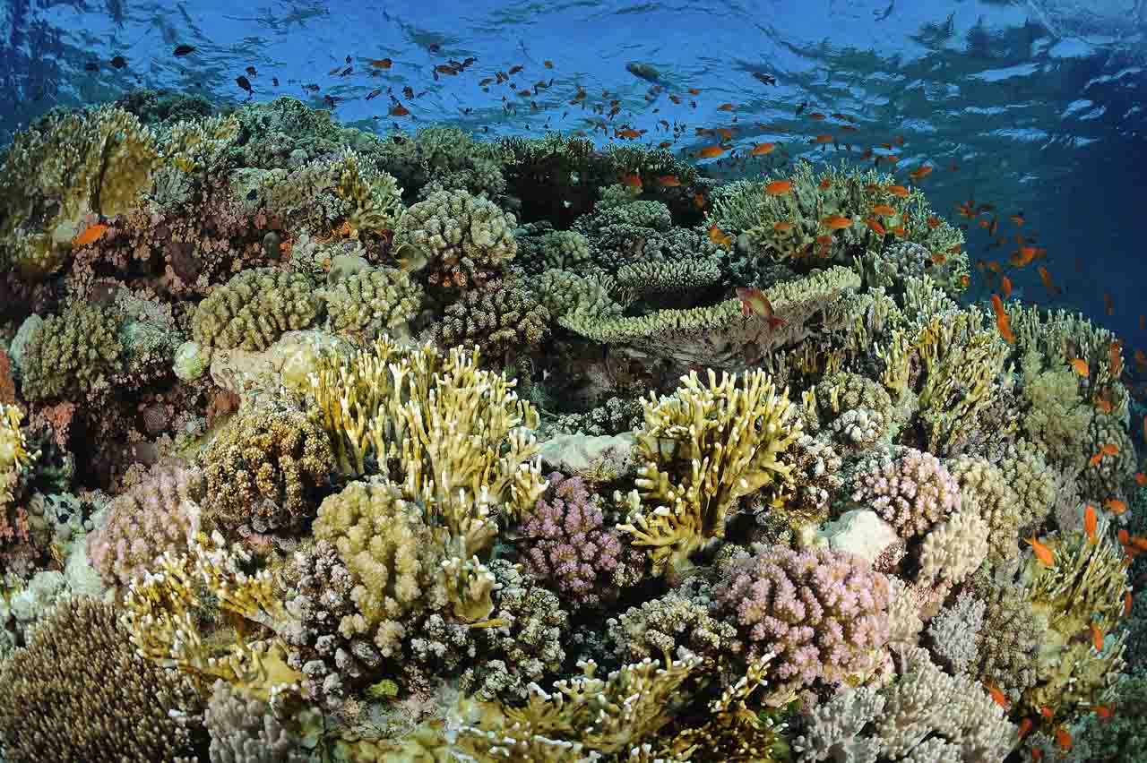 Tombant de Shark Reef. Nord de la Mer Rouge en Egypte.