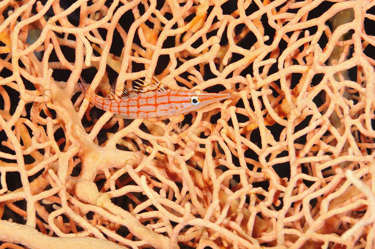 The longnose hawkfish of the Red Sea.