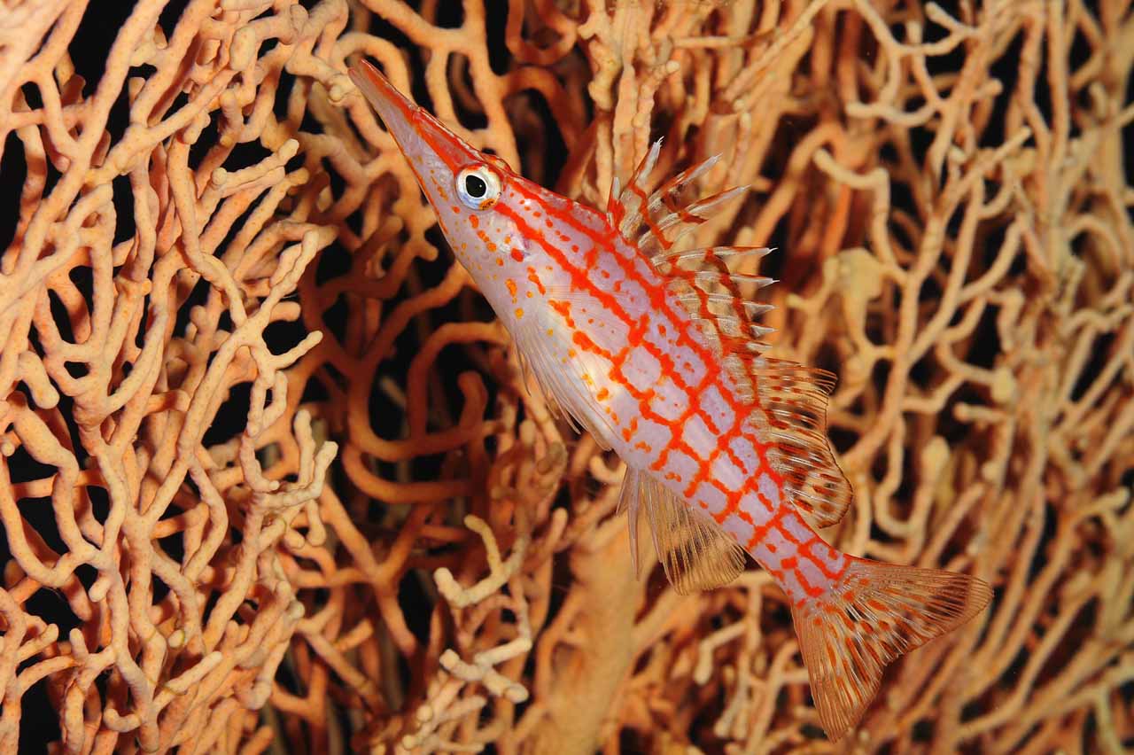 The longnose hawkfish of the Red Sea.