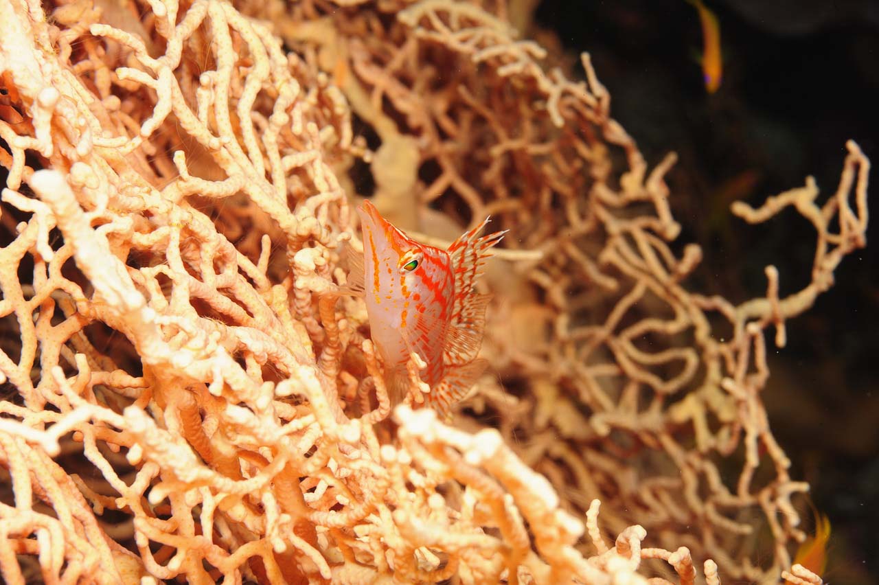 Le poisson-faucon à long nez de la Mer Rouge.