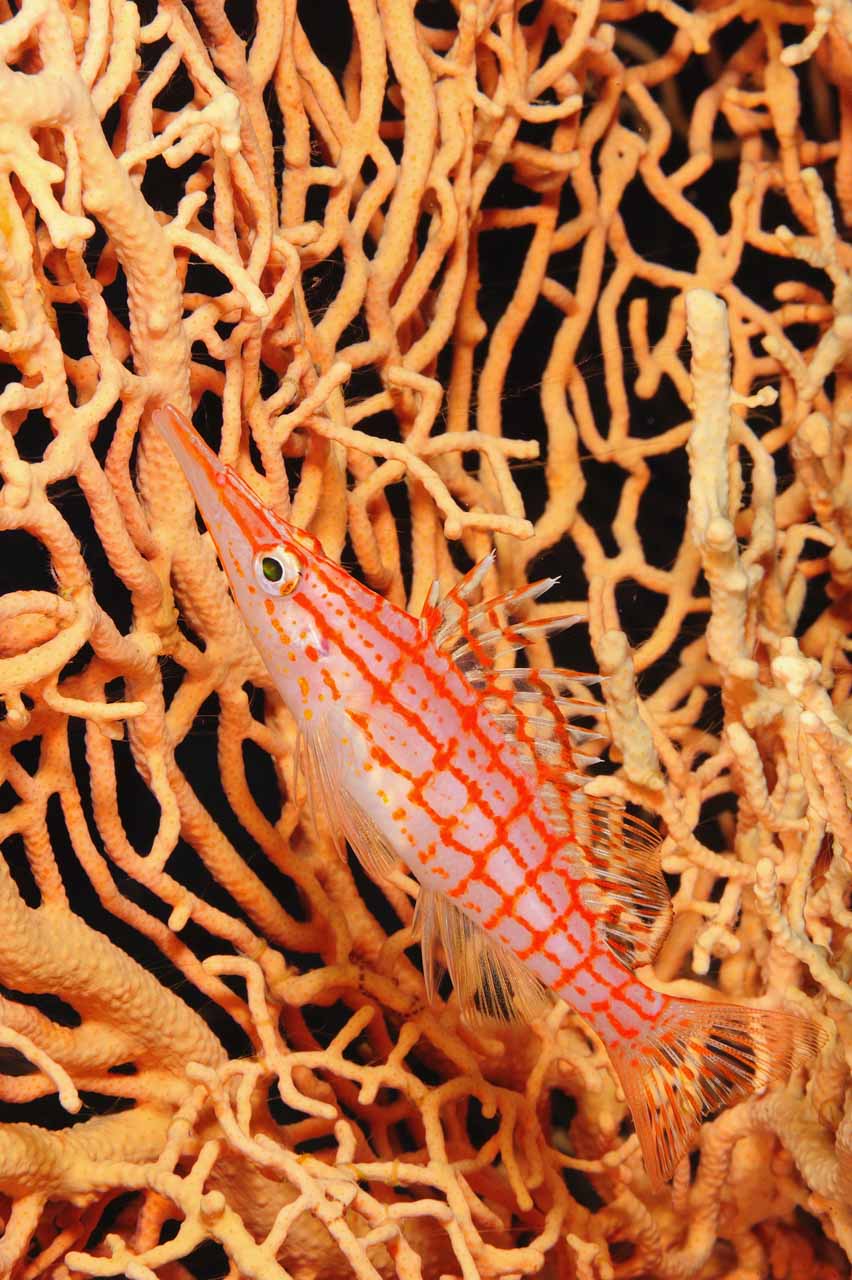 Le poisson-faucon à long nez de la Mer Rouge.