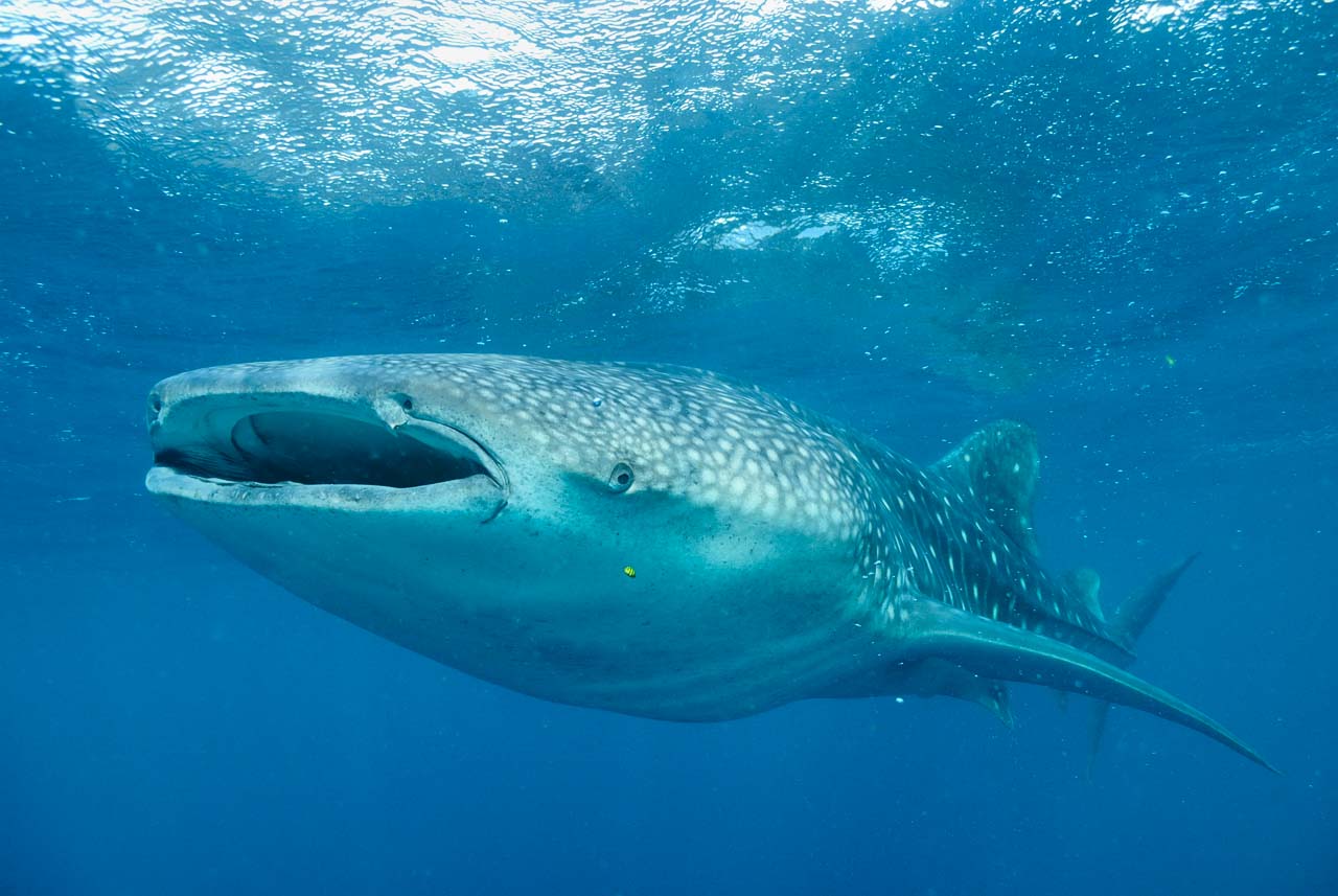Requin baleine dans la baie de Tadjourah à Djibouti.
