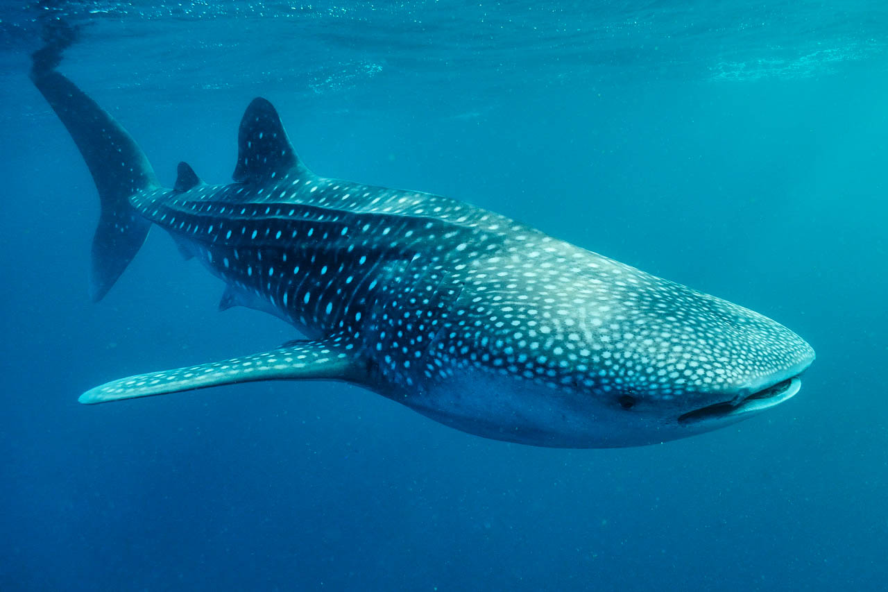 Requin baleine dans la baie de Tadjourah à Djibouti.