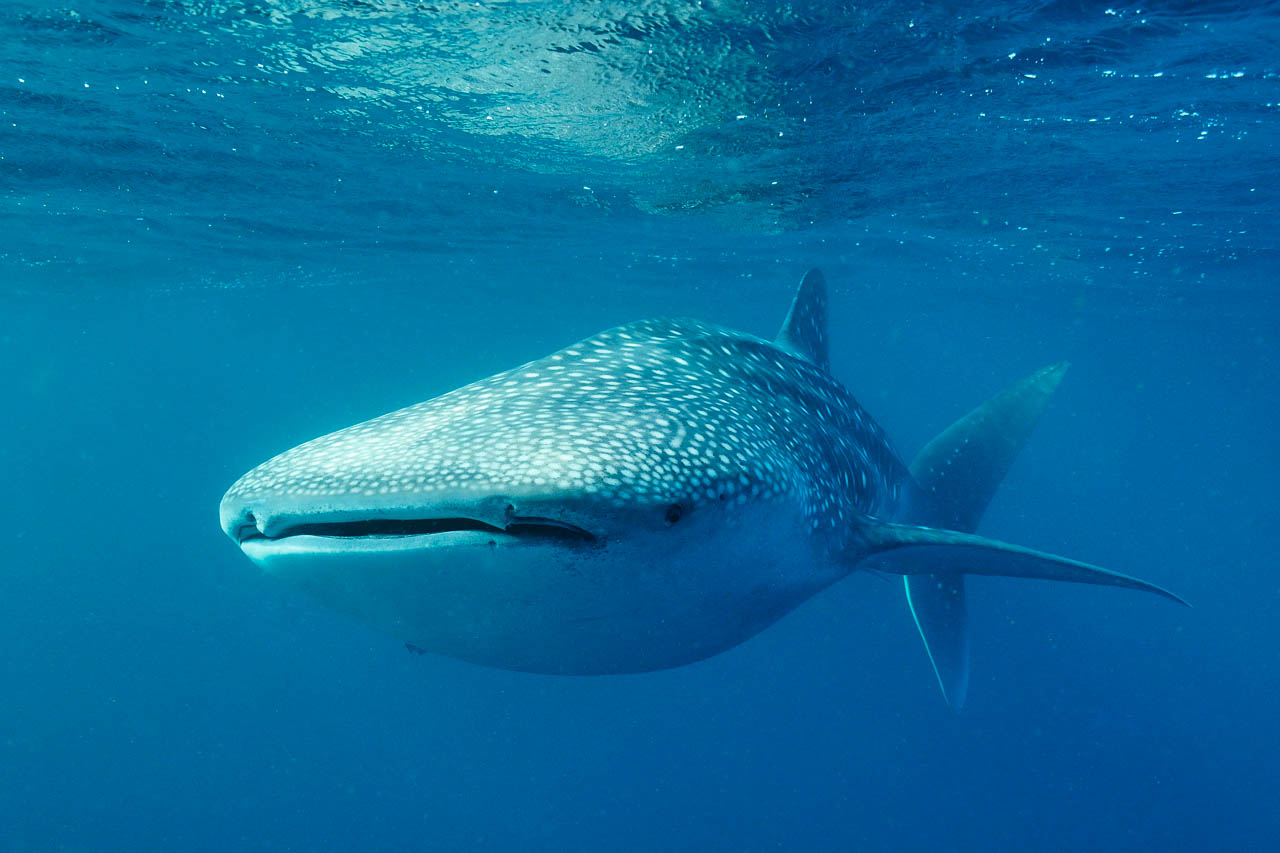 Requin baleine dans la baie de Tadjourah à Djibouti.