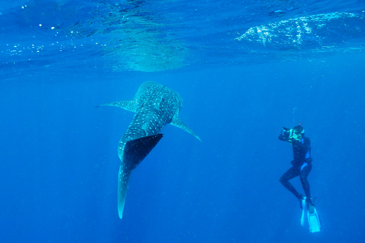 Requin baleine dans la baie de Tadjourah à Djibouti.