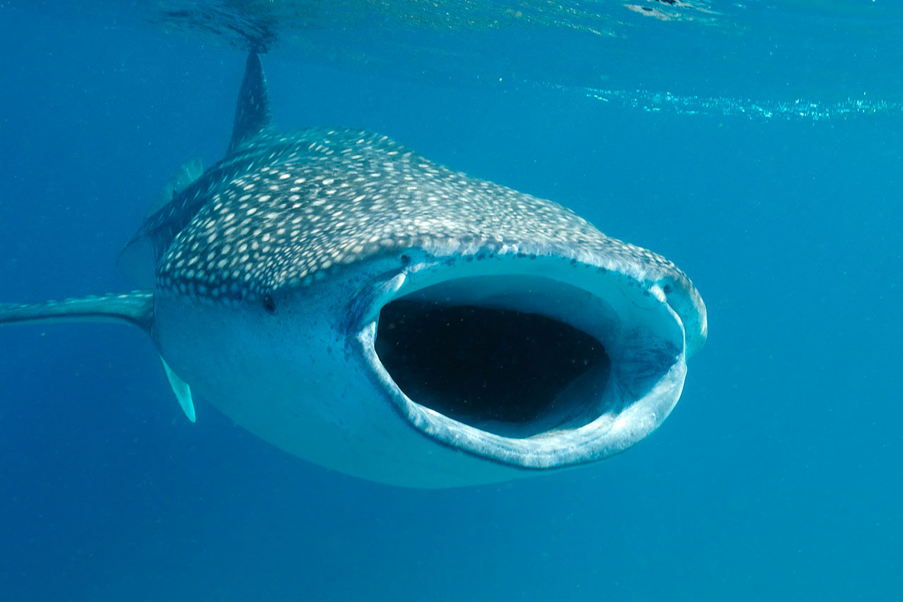 Requin baleine dans la baie de Tadjourah à Djibouti.