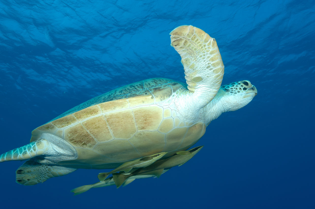 Tortue verte dans la mer Rouge.