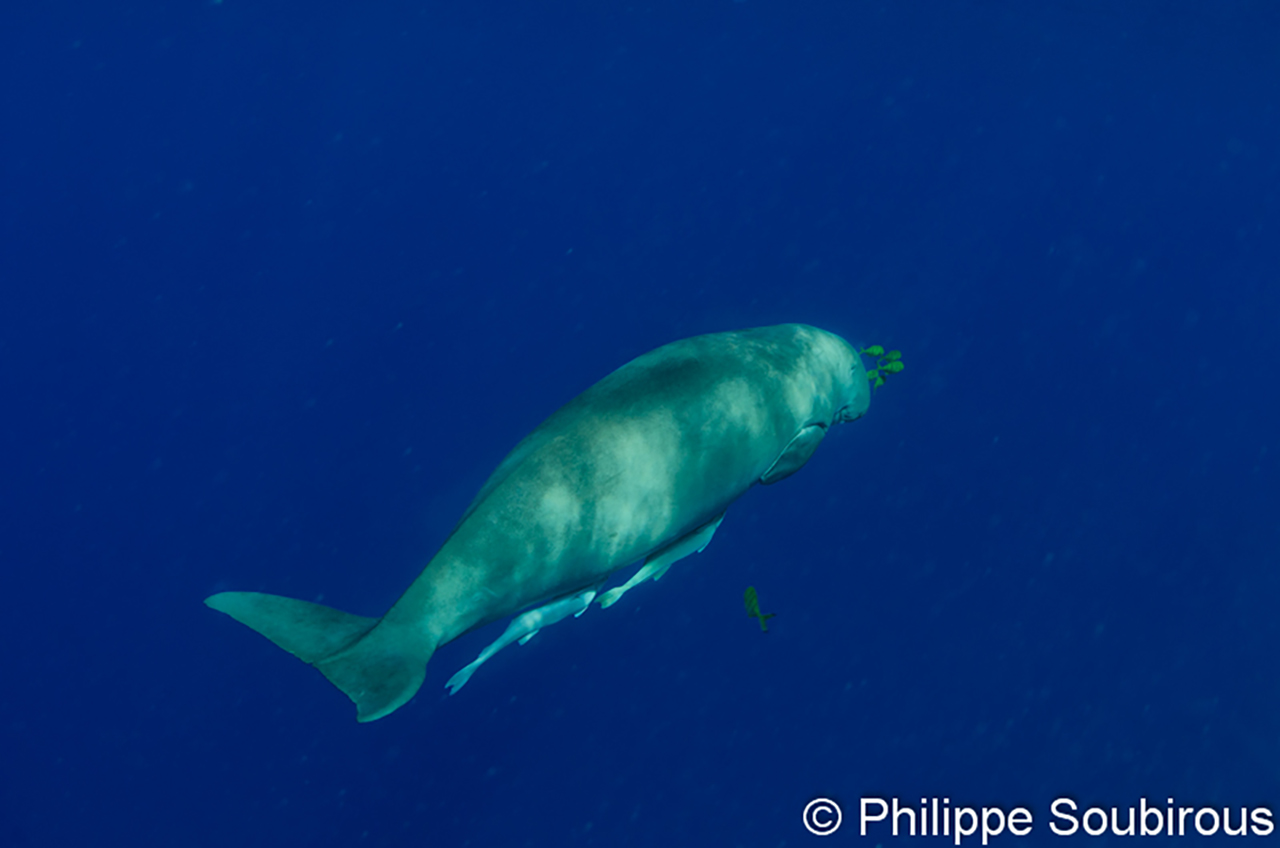 Le dugong de la mer Rouge.