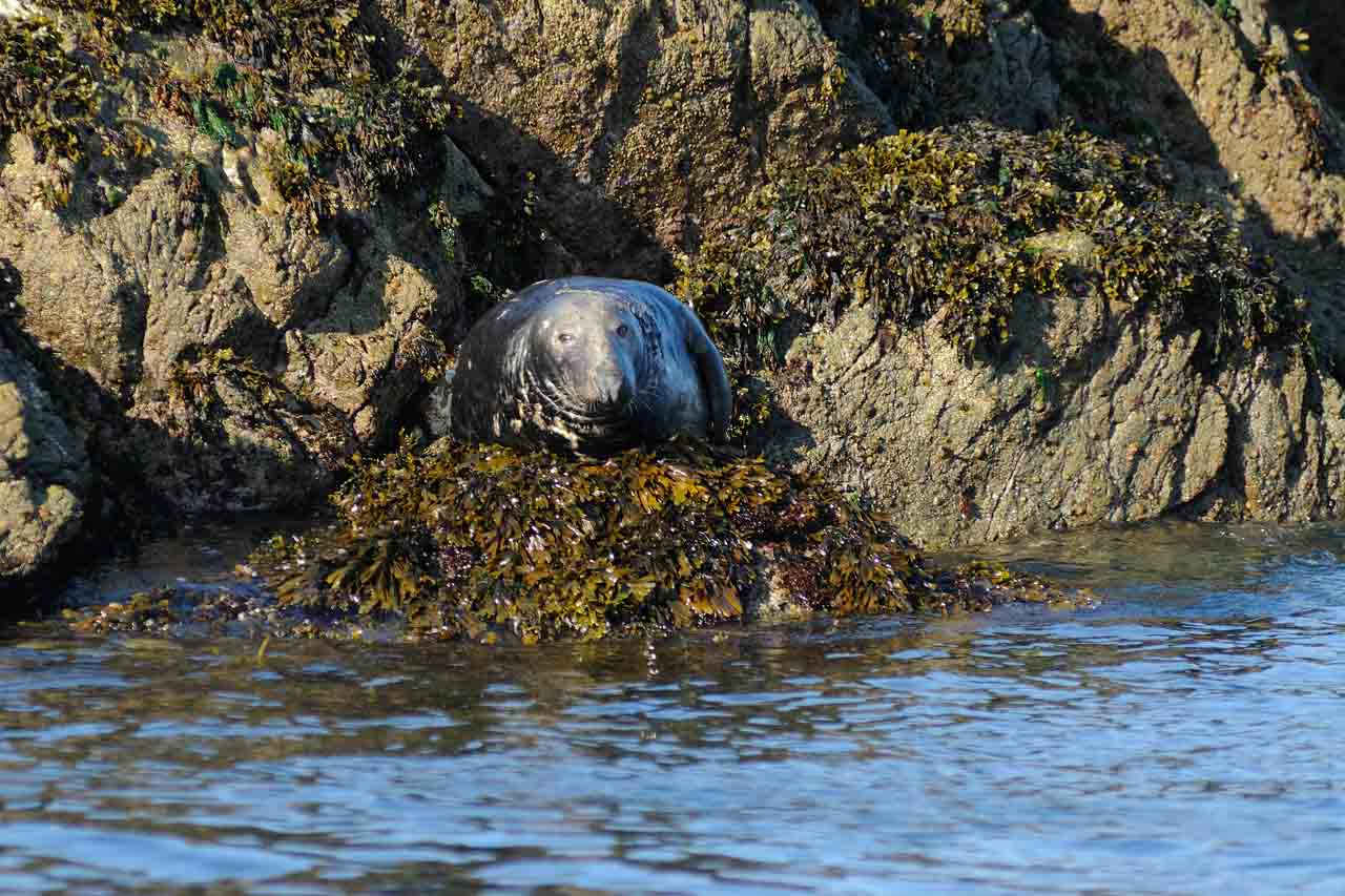 Le phoque gris des sept îles en Bretagne.