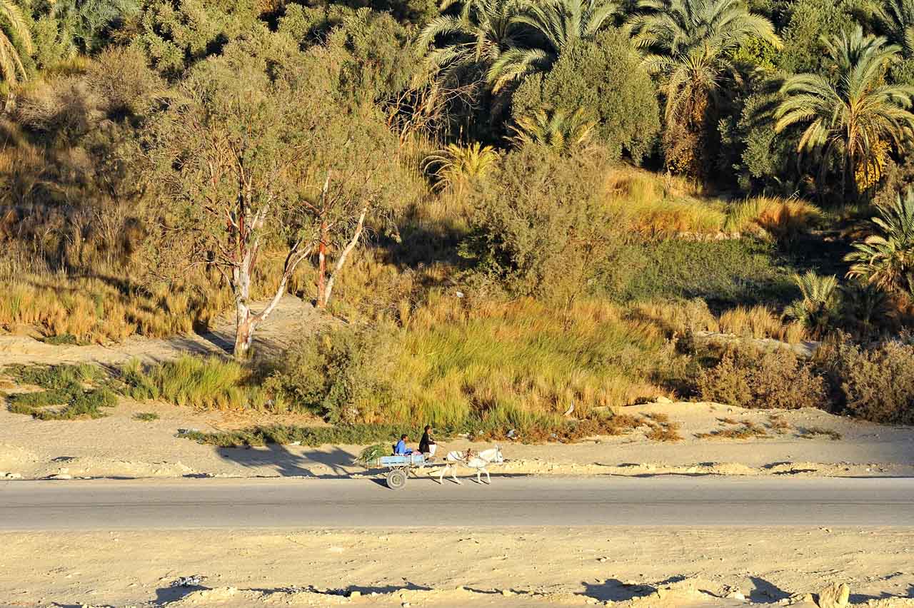 Balade dans l'oasis de Siwa.