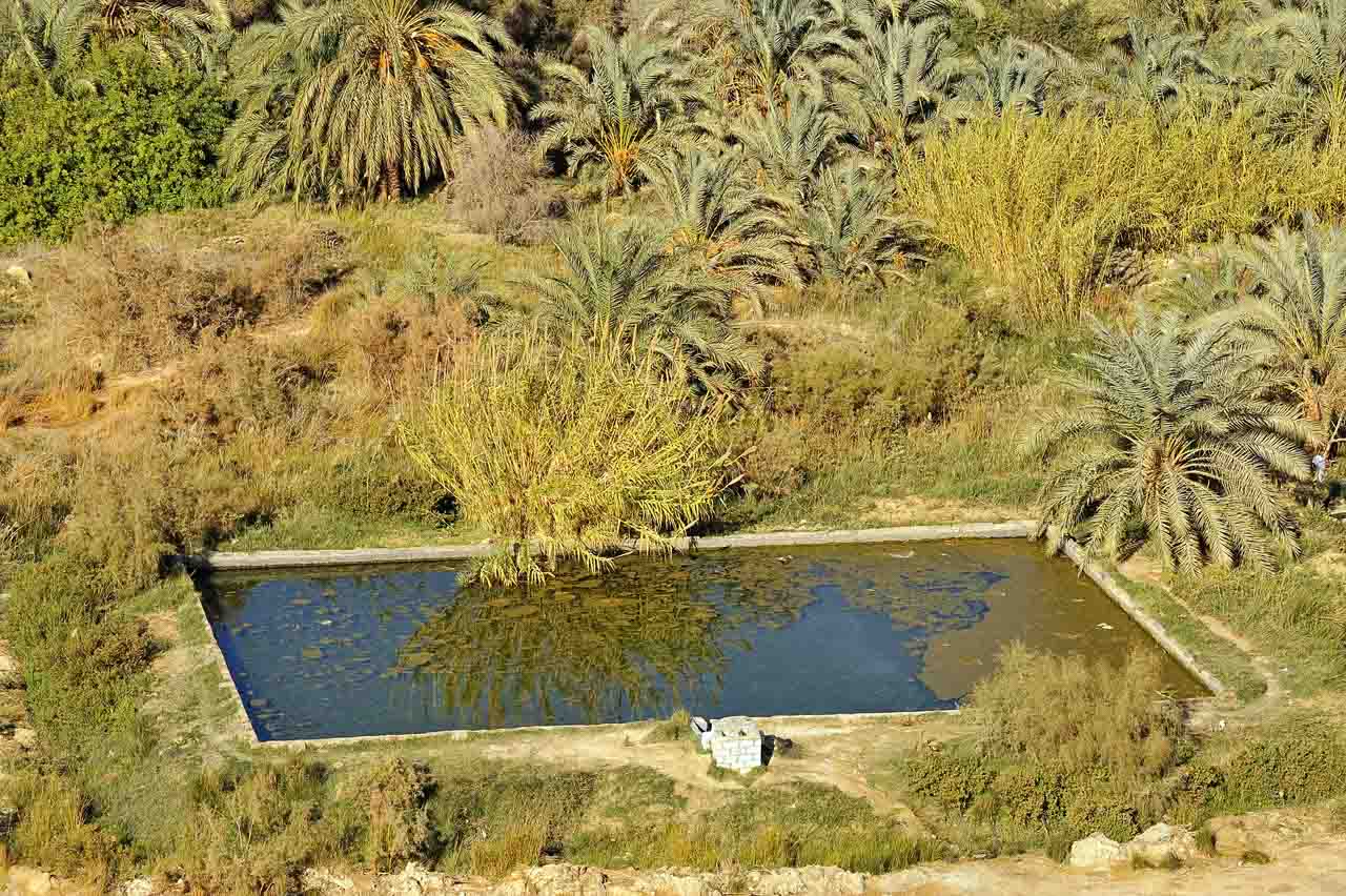 Balade dans l'oasis de Siwa.