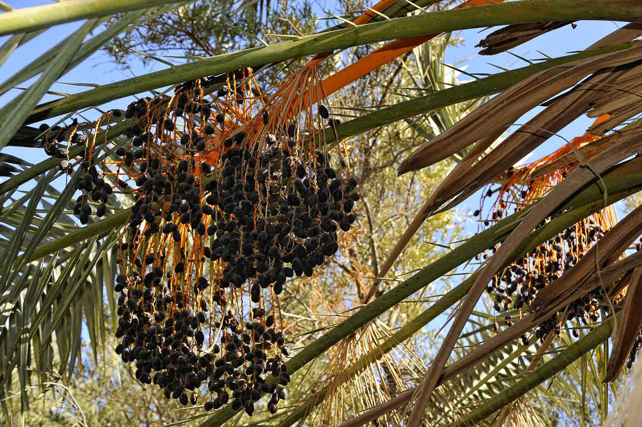 Balade dans l'oasis de Siwa.