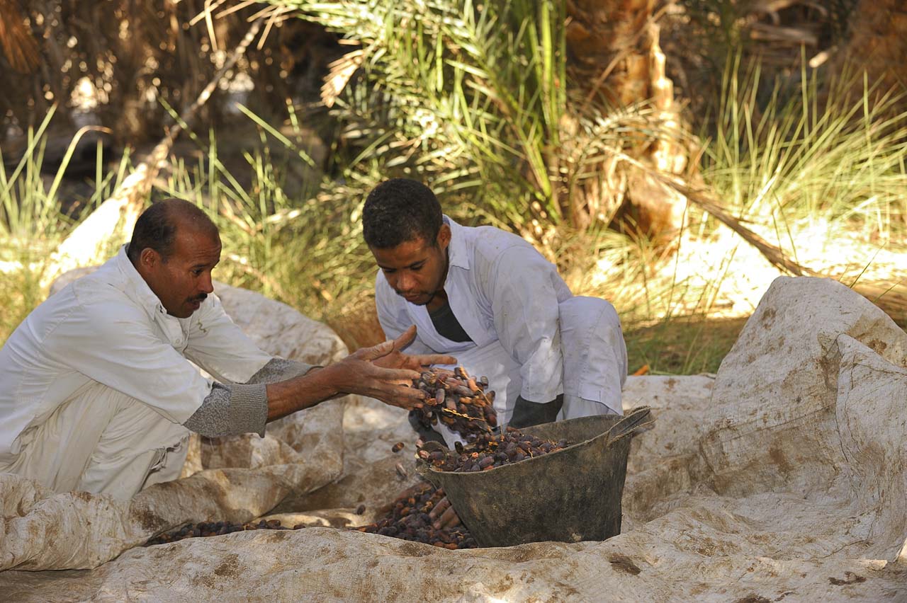Balade dans l'oasis de Siwa.