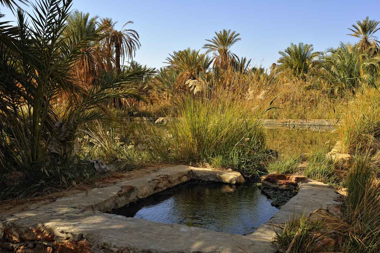 Balade dans l'oasis de Siwa.