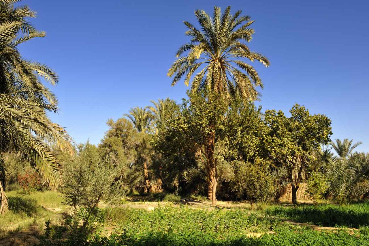 Stroll through the oasis of Siwa.