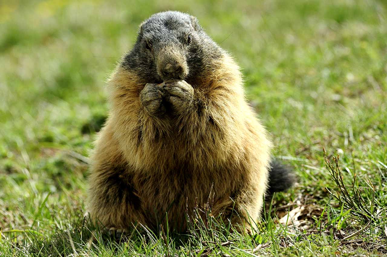 Wildlife of the Beaufortain area in the French Alps.