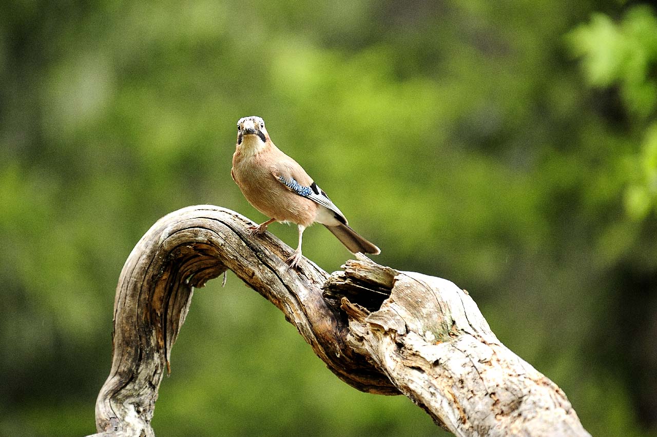 Wildlife of the Beaufortain area in the French Alps.