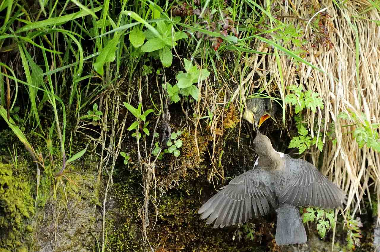 Wildlife of the Beaufortain area in the French Alps.