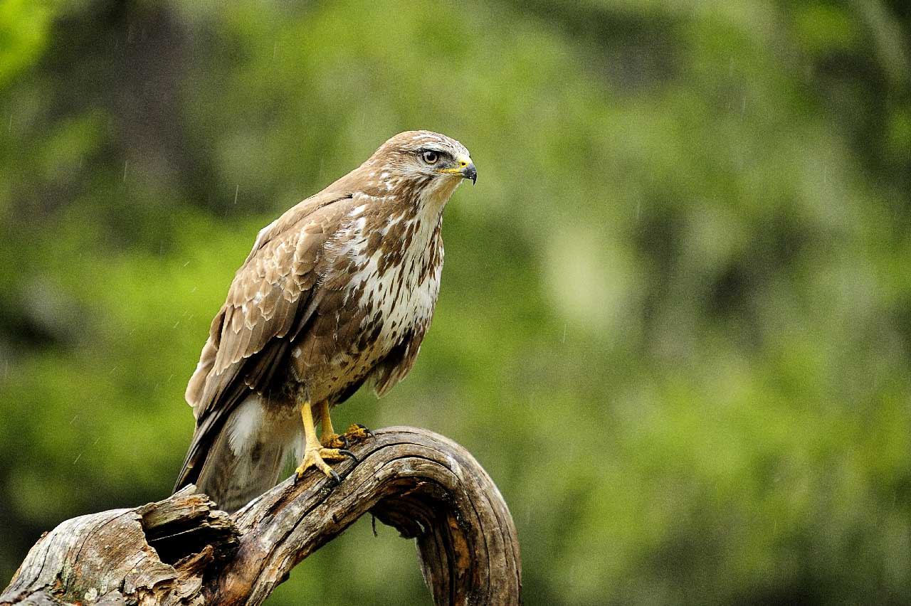 La faune du Beaufortain dans les Alpes françaises.