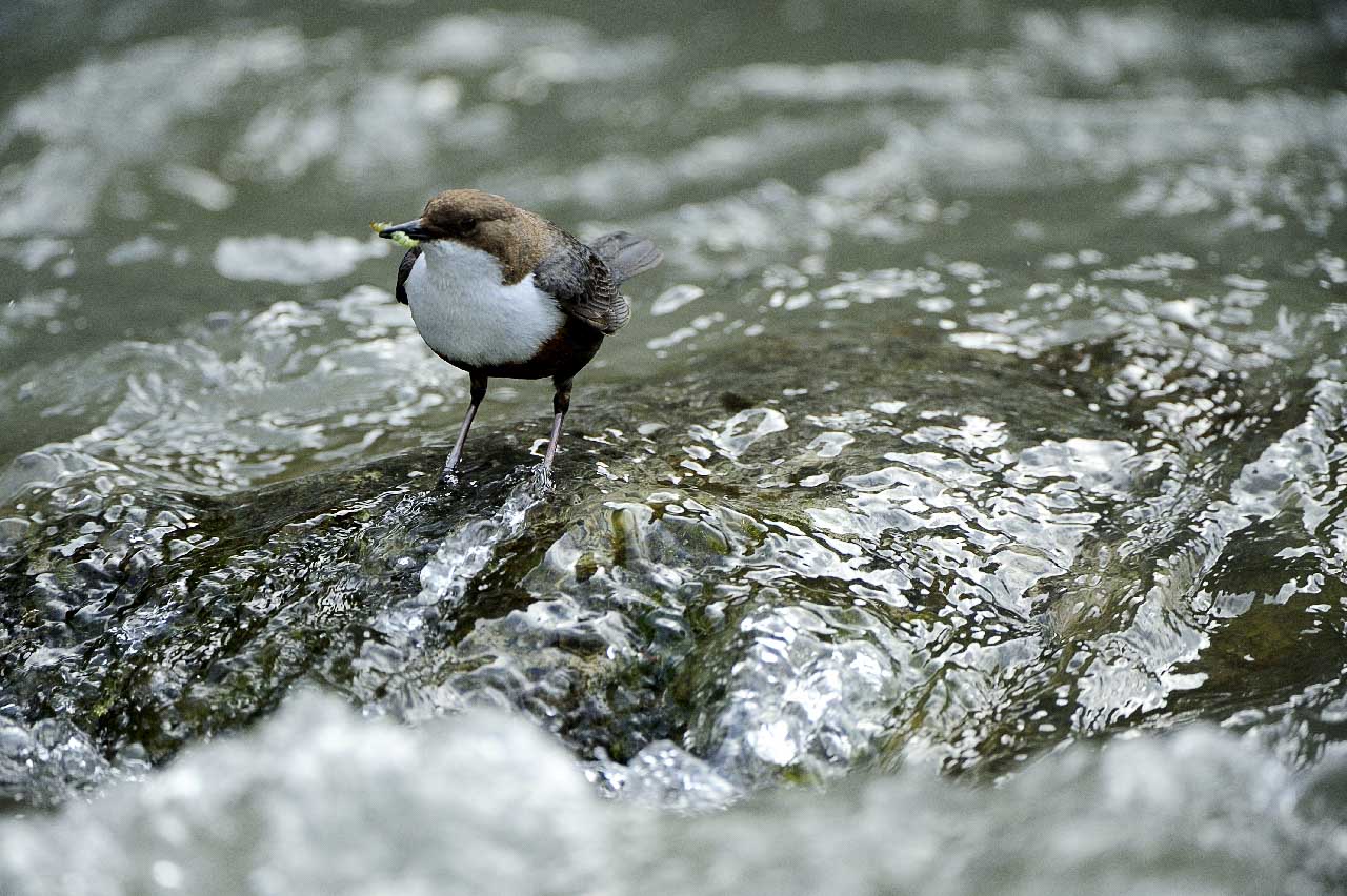 La faune du Beaufortain dans les Alpes françaises.