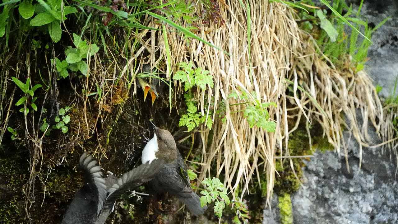 The white-throated dipper of the river in Beaufort